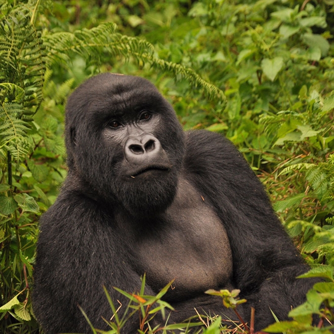 Gorilla, Rwanda
