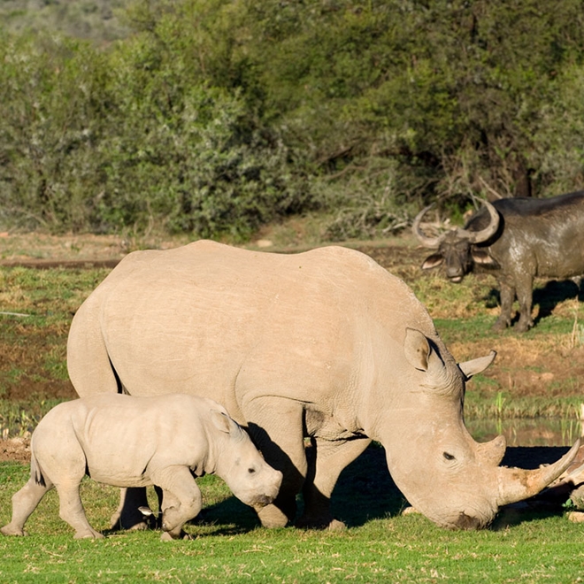 Rhinos in the Eastern Cape, South Africa
