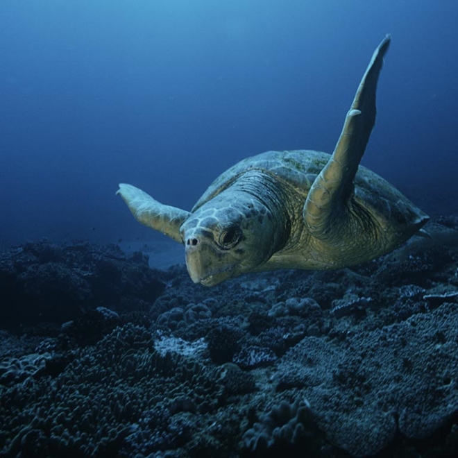 Turtle migration in South Africa