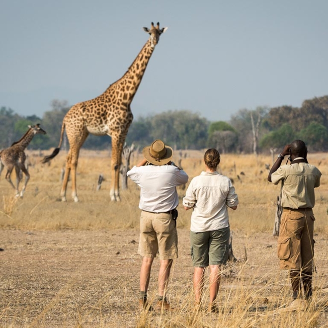 Spotting giraffe on a walking safari