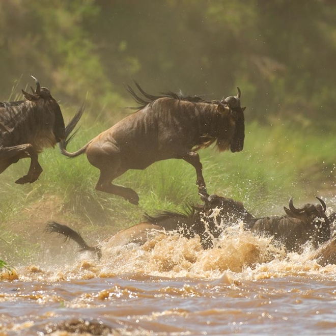 Wildebeest migration in Zambia
