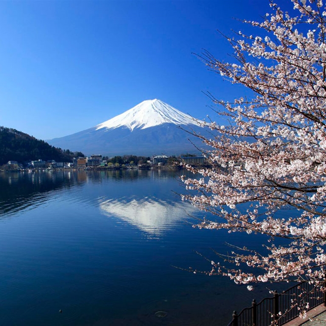 Cherry blossom and Mount Fuji