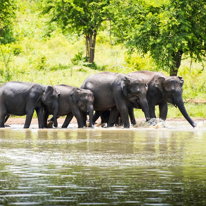 Sri Lanka Elaphants