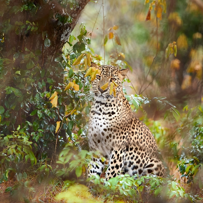Wilpattu National Park, Sri Lanka 