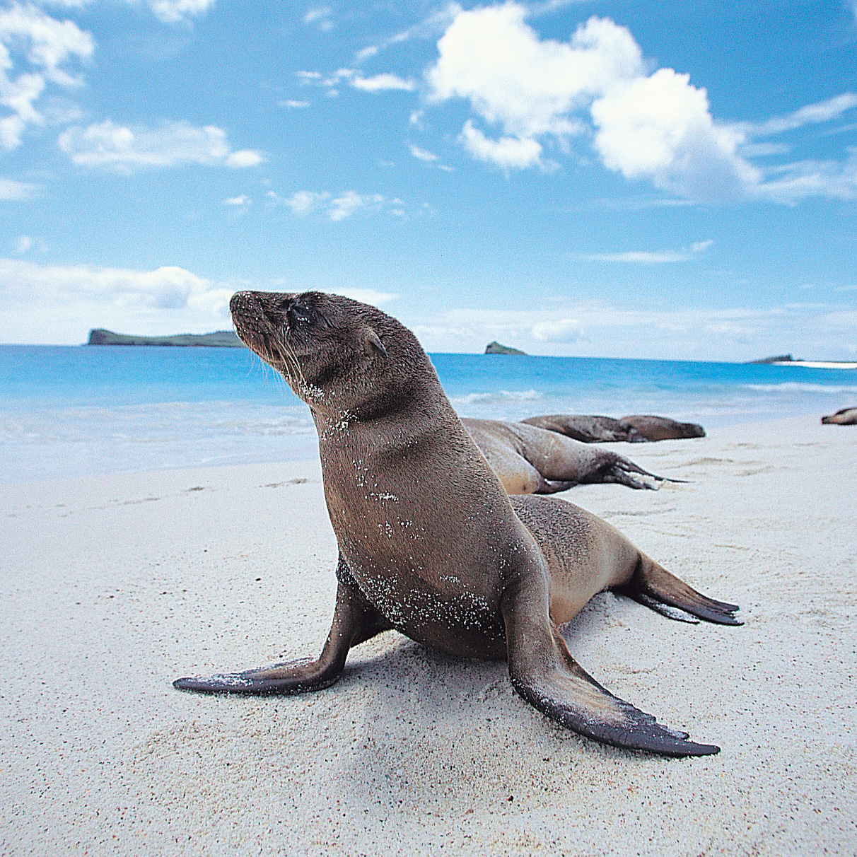 Sealions, Galapagos