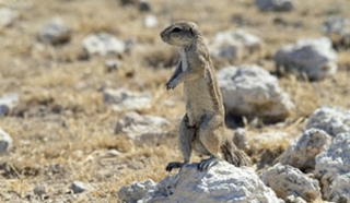 Ongava Tented Camp, Etosha