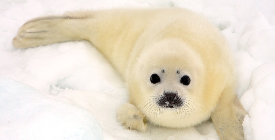 Harp Seal