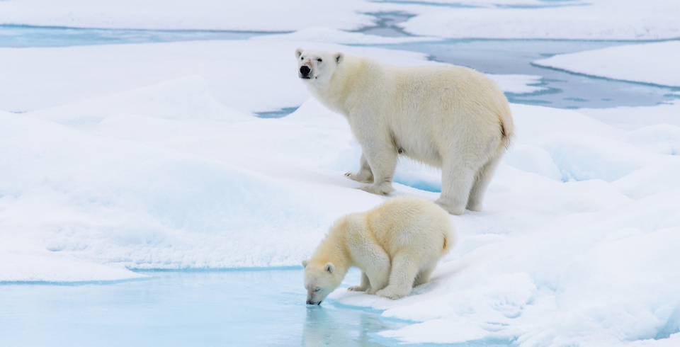 Polar Bears, The Arctic