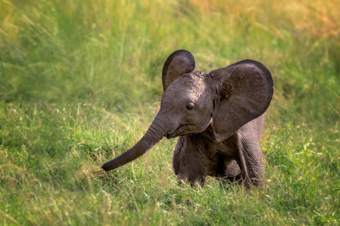 Baby elephant in the Masai Mara in Kenya AI generated image