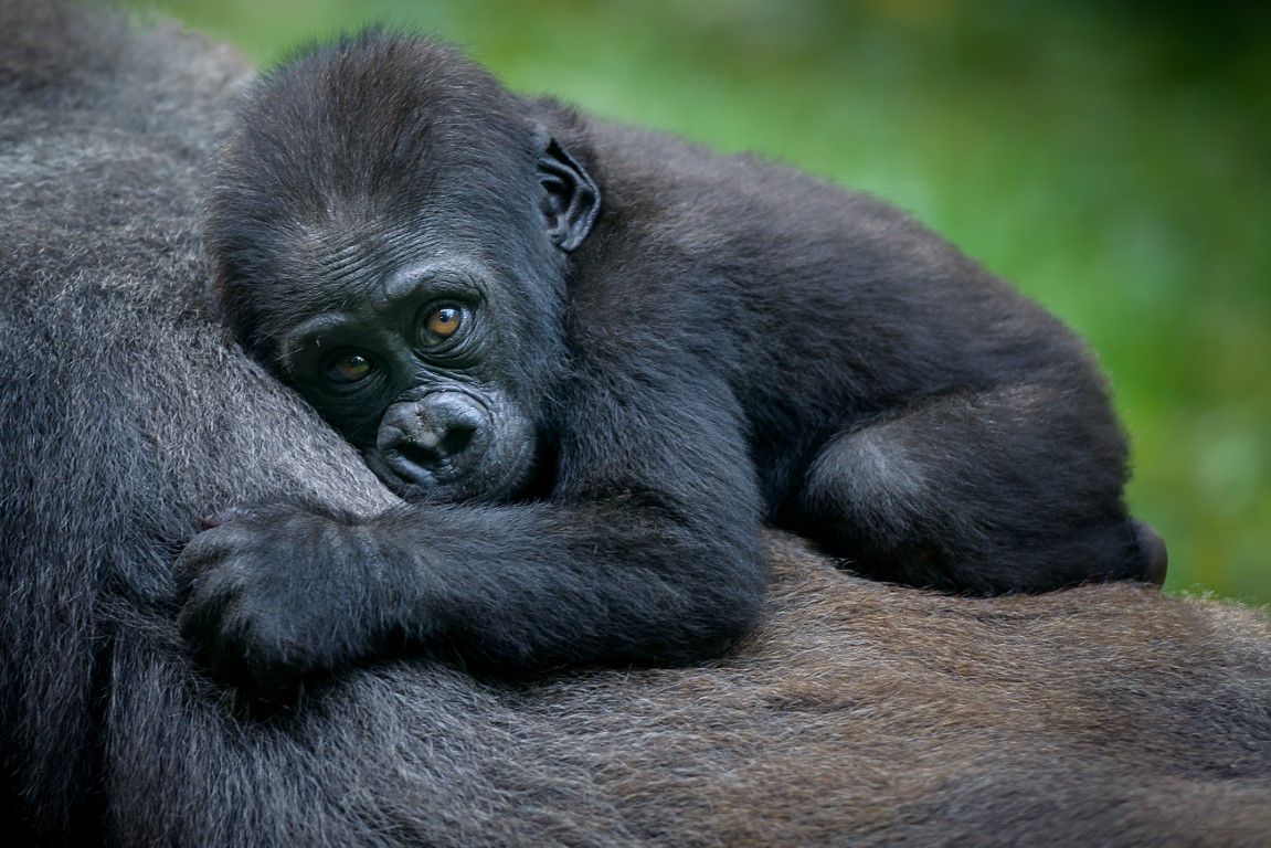 baby gorilla resting on the mother gorilla