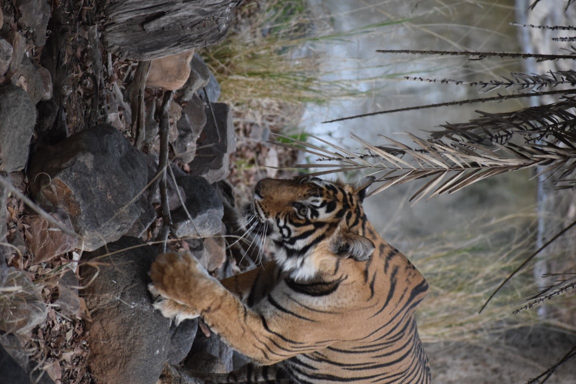 A tiger walking in Ranthambore National Park