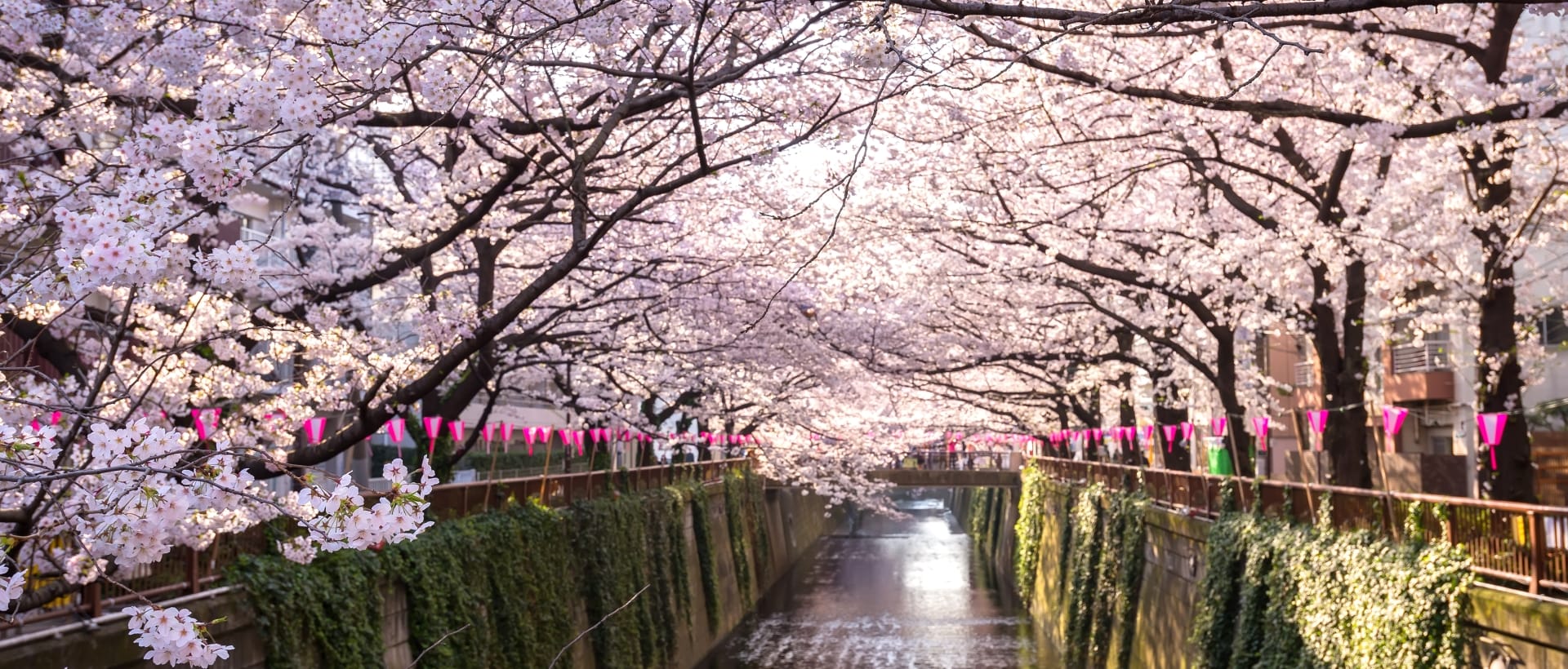 Cherry Blossoms in Japan
