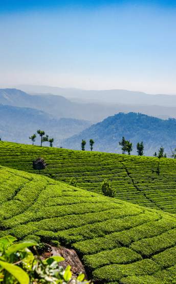 Tea plantations in Munnar, in Kerala , India
