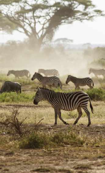 Zebras in Kenya