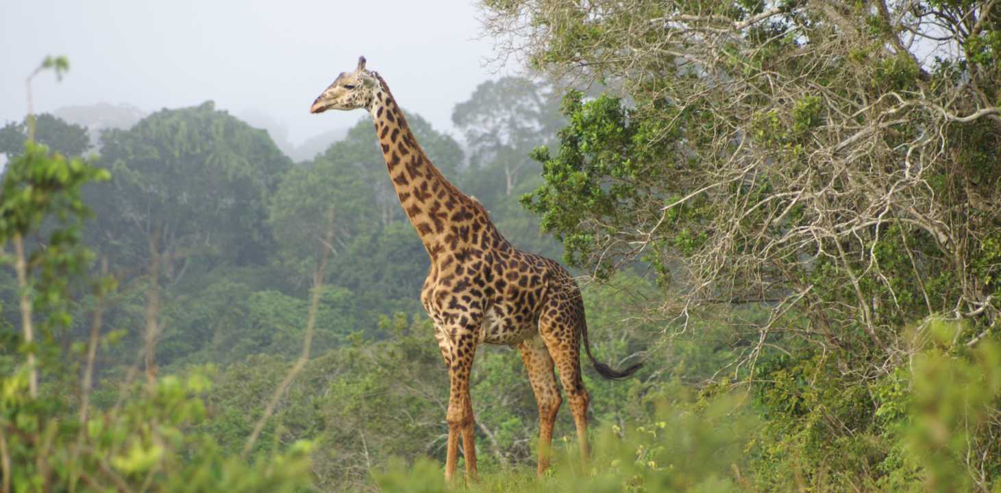 Safaris and Wildlife