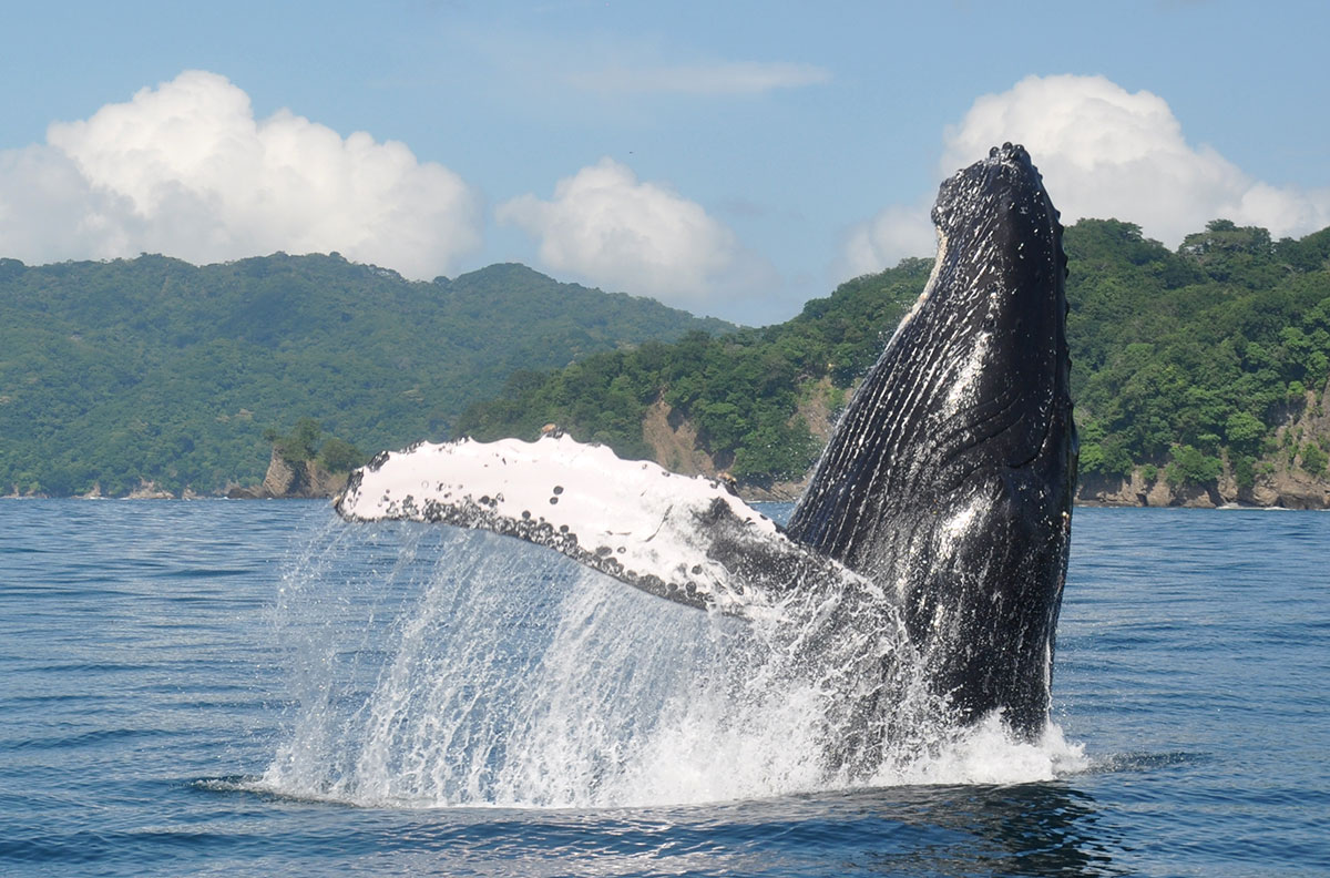 Whale tail in the wave