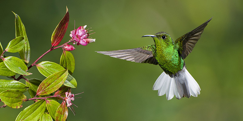 A hummingbird flying next to a flower plant