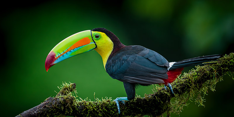 A toucan on a branch