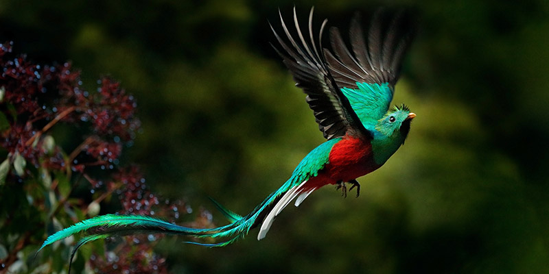 A Resplendent Quetzal bird mid flight
