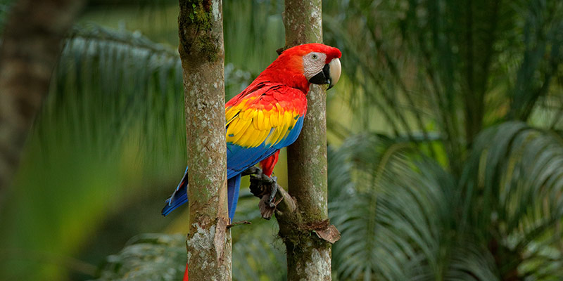 A Scarlet Macaw bird on a tree branch