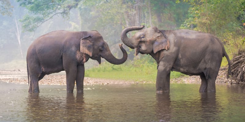 Elephants in a river in the Golden Triangle