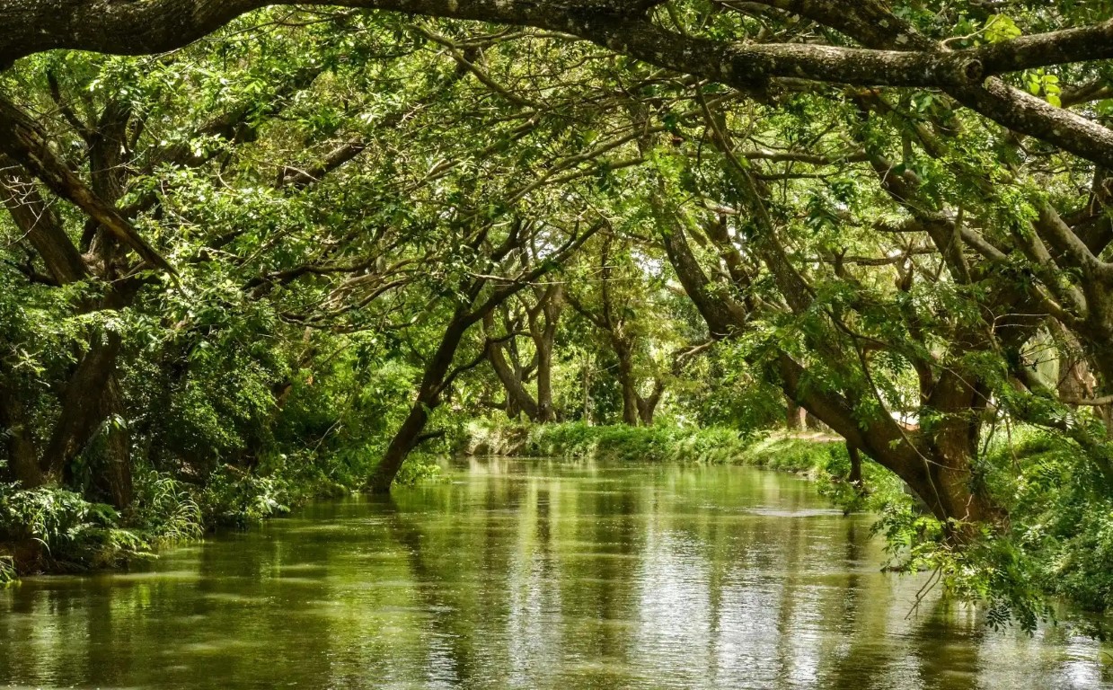 Wetlands with trees and a lake