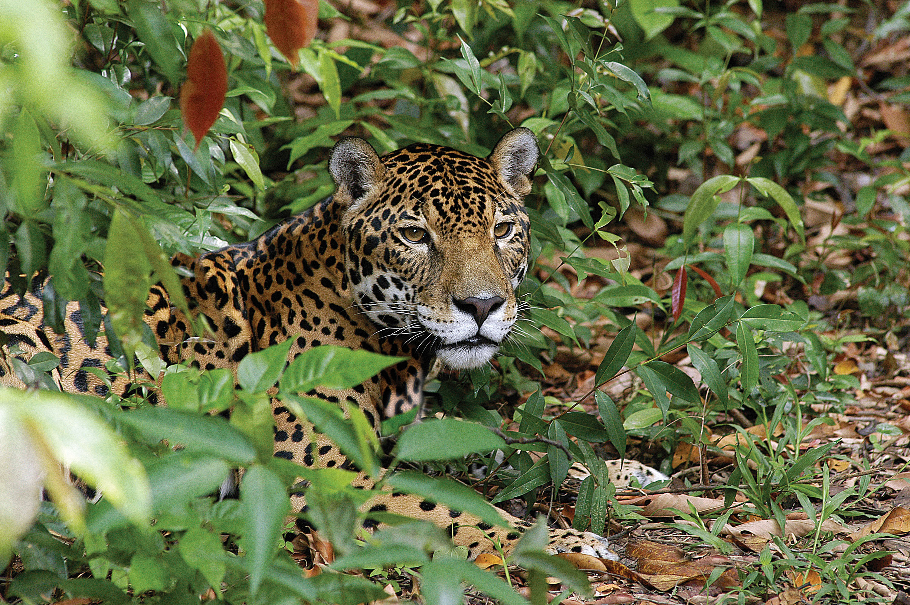 Protecting Wildlife in Tourism: Progress Made but New Threats Ahead 