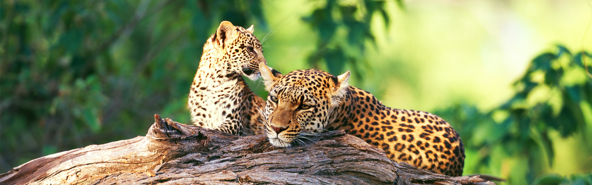 Finding the best Southern Africa Safari for you