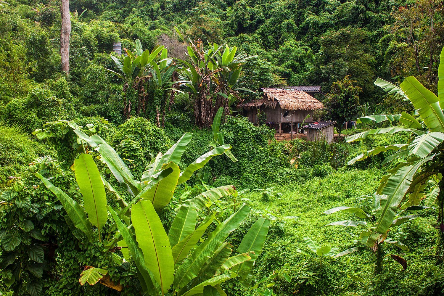 Elephant Nature Park