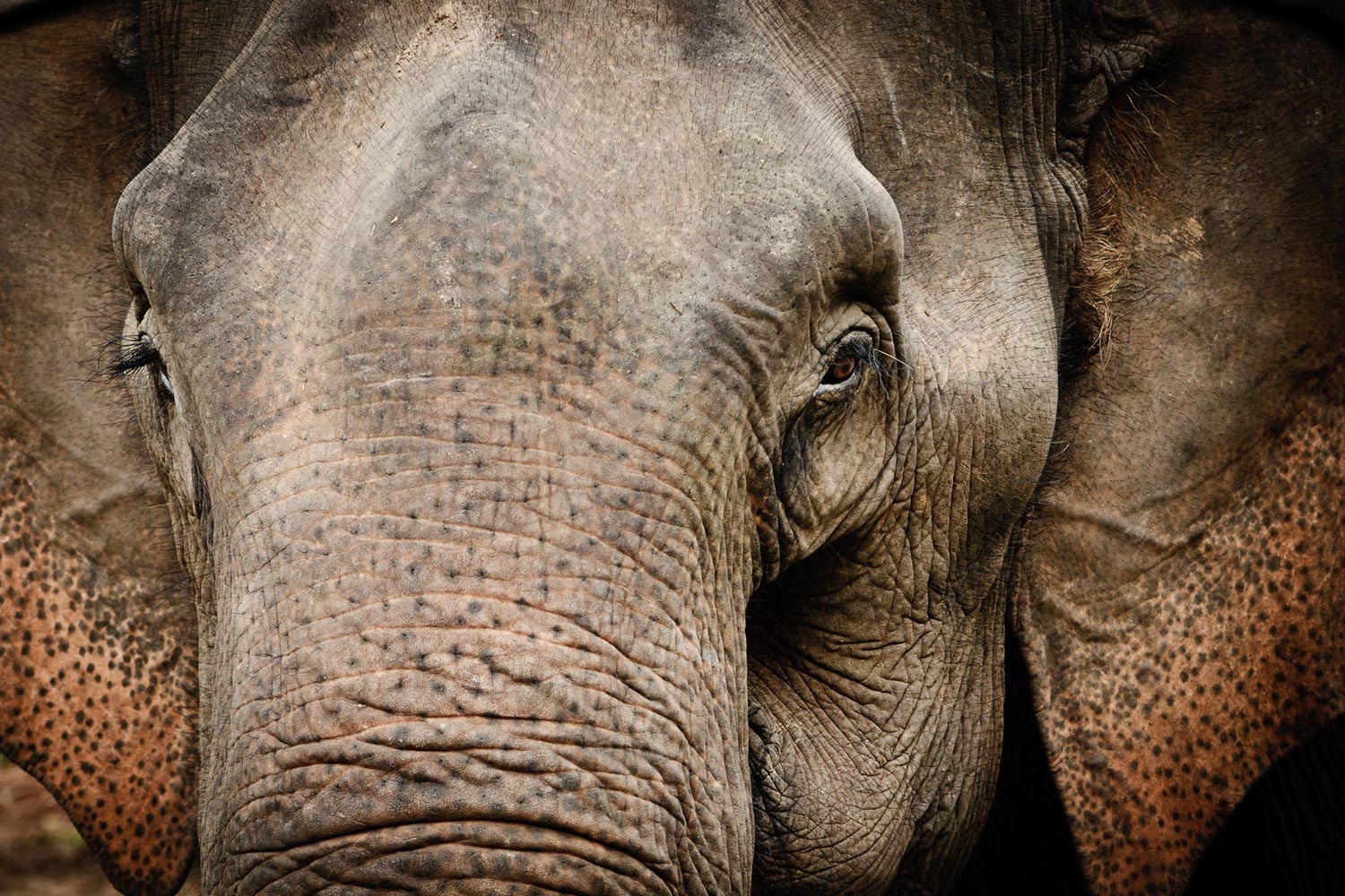 Thai Elephant