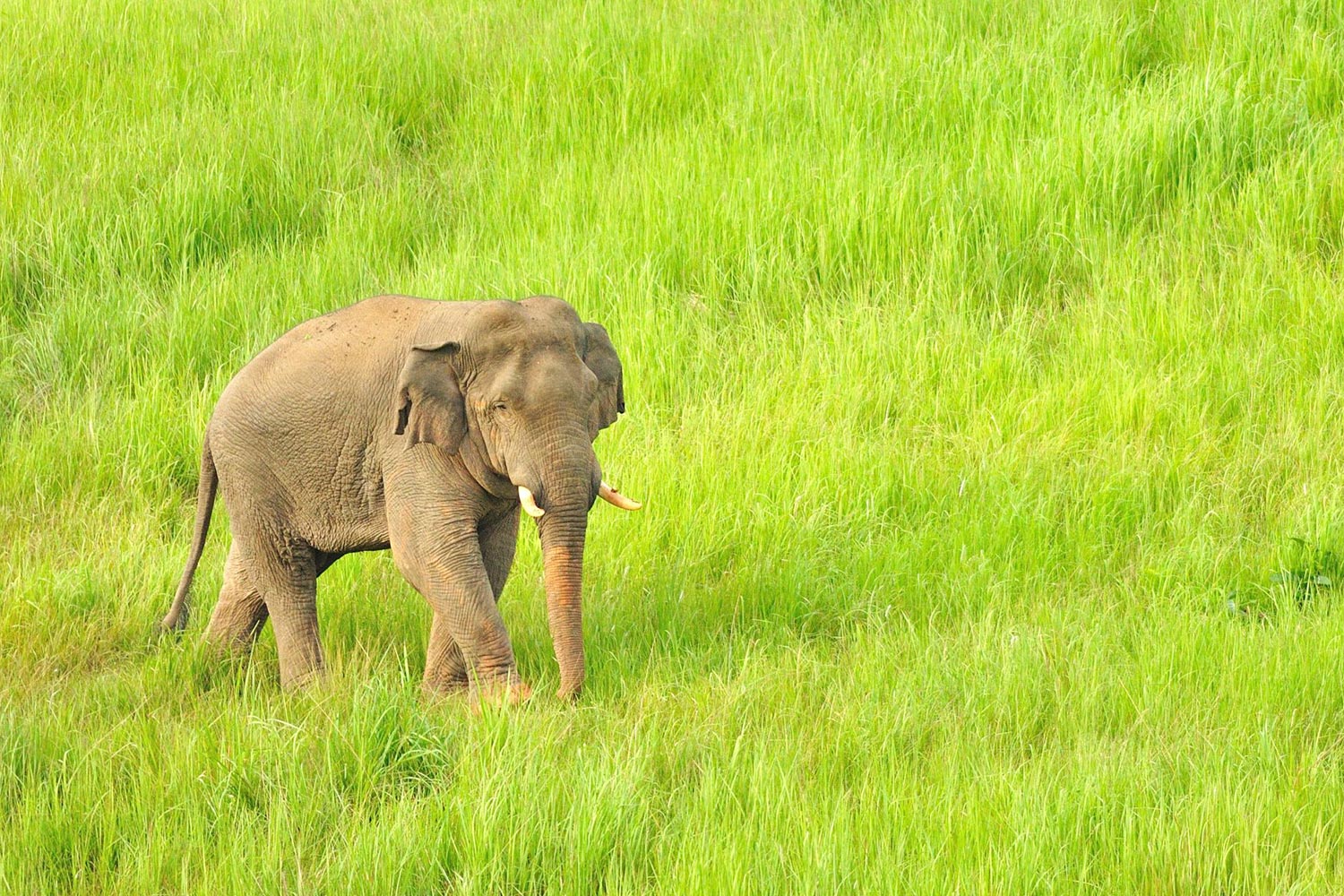 Thai Elephant