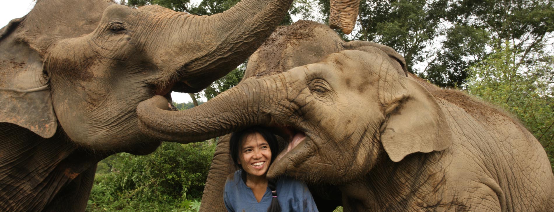 Lek Chailert, the founder of Elephant Nature Park