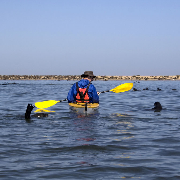 Kayaking with seals, Walvis Bay, Namibia