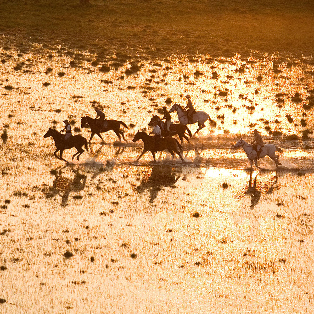 Okavango Horse Safaris