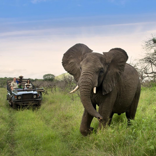 Elephant, Phinda Game Reserve