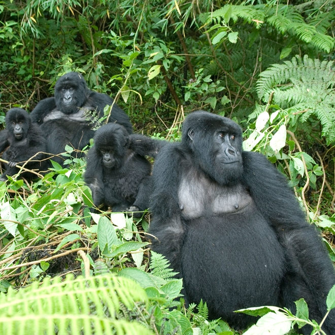 Gorilla Safari