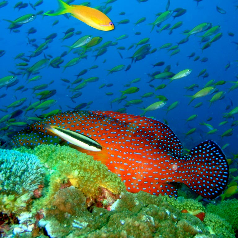 Fish in Zanzibar's Fundu Lagoon