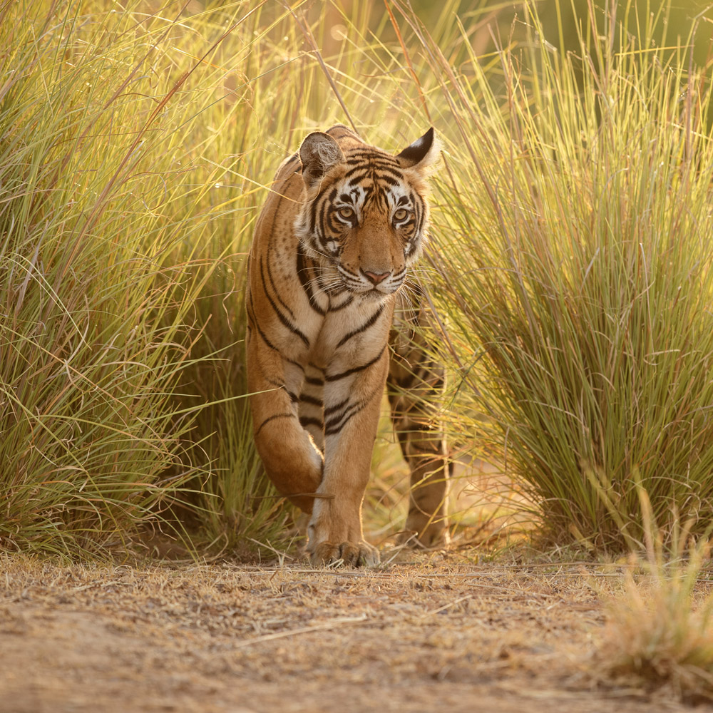 Tiger in Ranthambhore, India