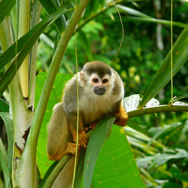Squirrel monkey, Costa Rica