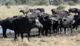 Duba Plains Camp, Botswana