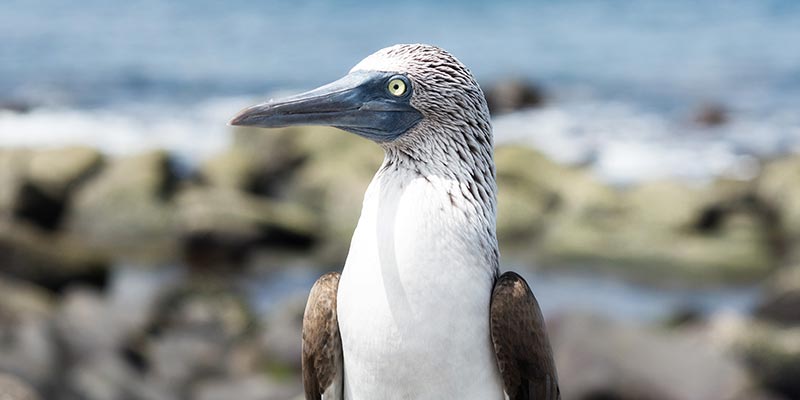 The side profile of a booby bird