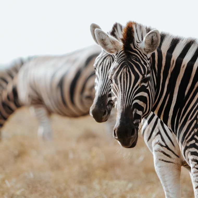 Zebras at Sunset in South Africa