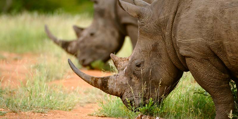 Two rhinos eating grass