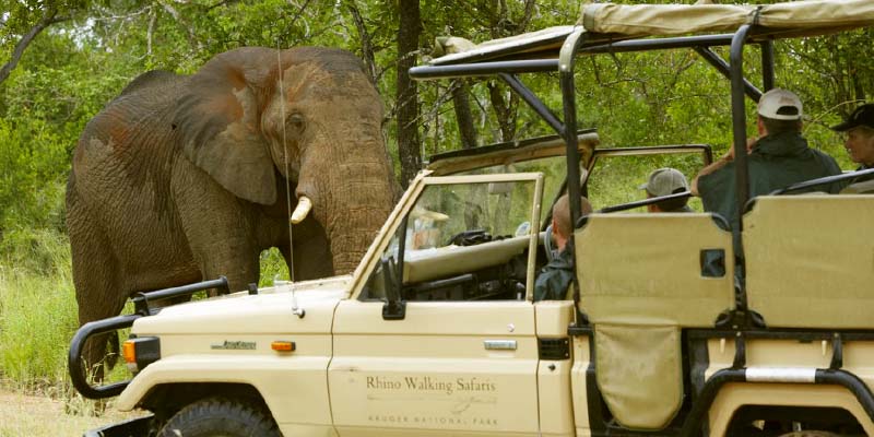 A safari drive encountering an elephant