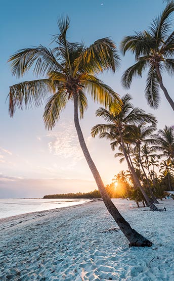 Palm tree on beach at sunset