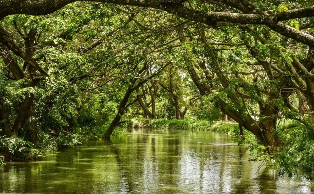 Wetlands with trees and a lake