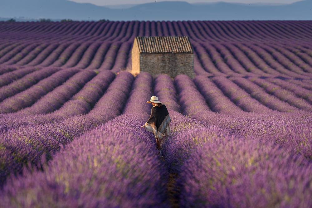 Provence France, a field of Flowers