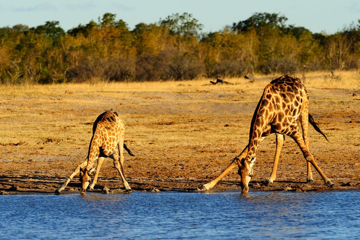 Watching giraffe drink