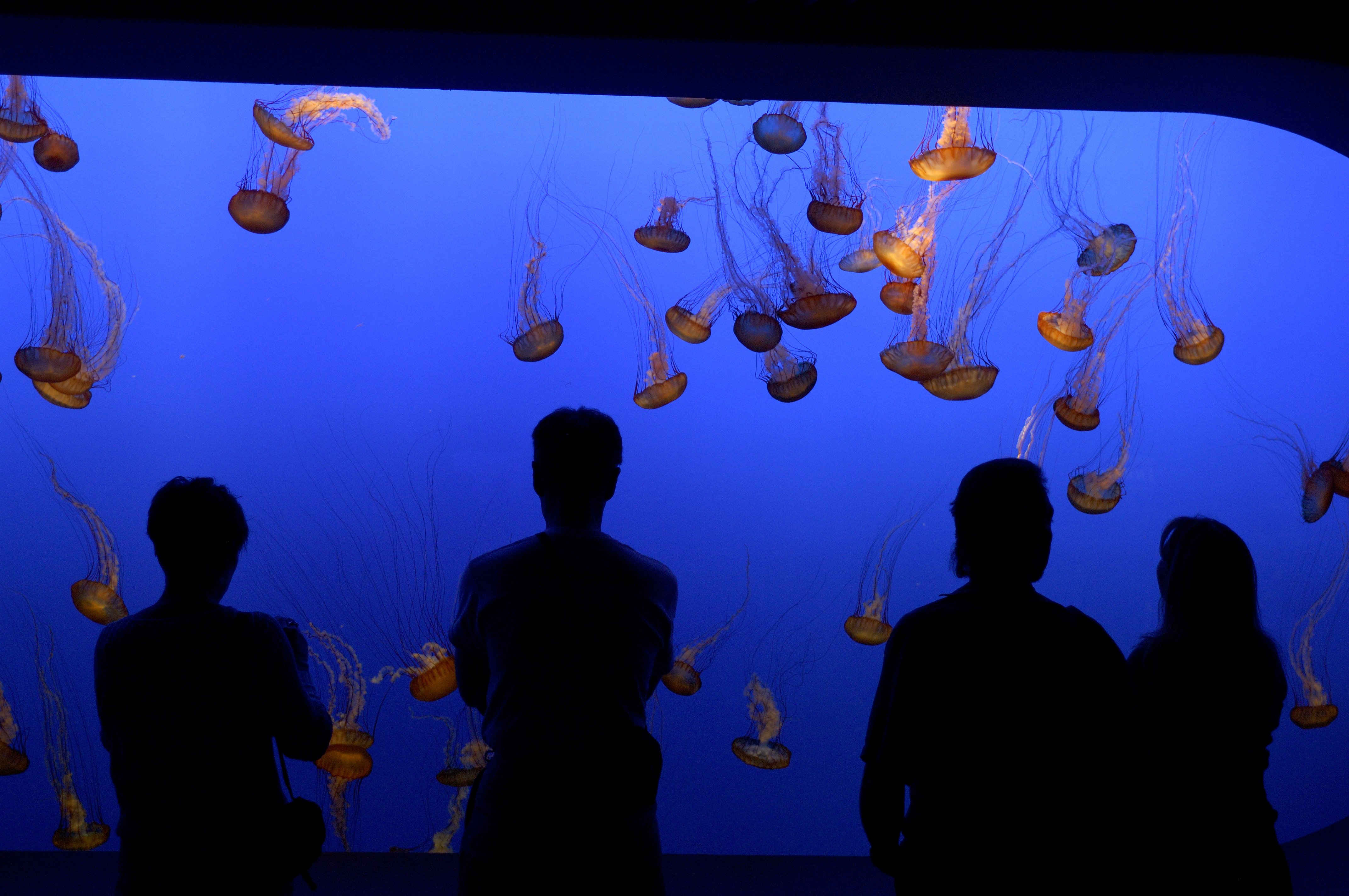 Monterey Bay Aquarium
