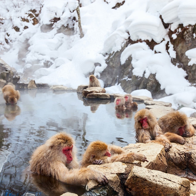 Japanese monkeys during winter